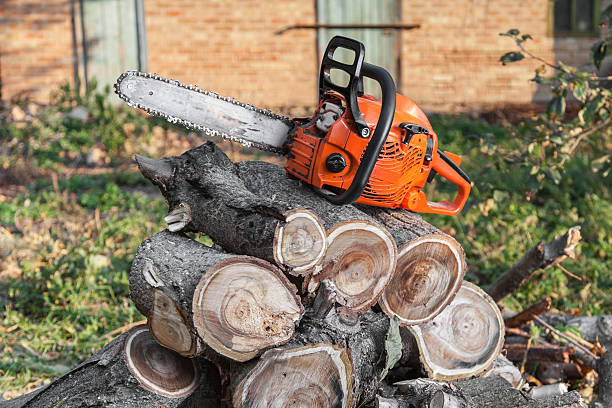 Best Palm Tree Trimming  in Pontiac, MI